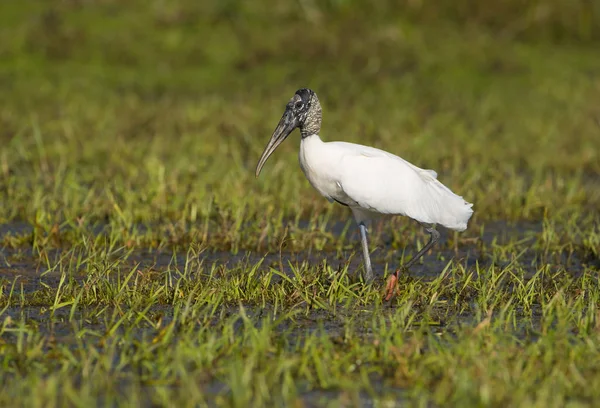 Wood Stork Standing Green Wetland Meadow — Stock Photo, Image