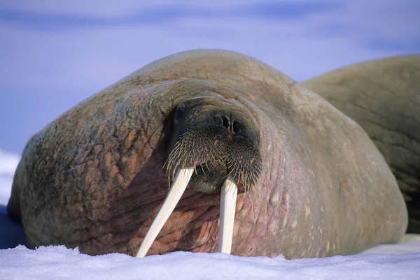 Atlantic Walrus Loafing Pack Ice Svalbard Archipelago Arctic Norway — Stock Photo, Image