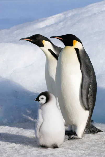 Pinguins Imperador Com Pintinho Ilha Snow Hill Mar Weddell Antártida — Fotografia de Stock