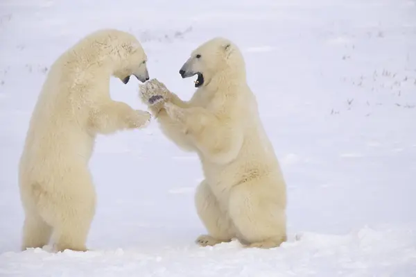 Polar Bears Sparring Snow Churchill Manitoba Canada — Stock Photo, Image