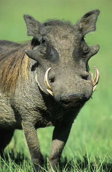 Wildwarzenschwein Steht Auf Gras Afrika — Stockfoto