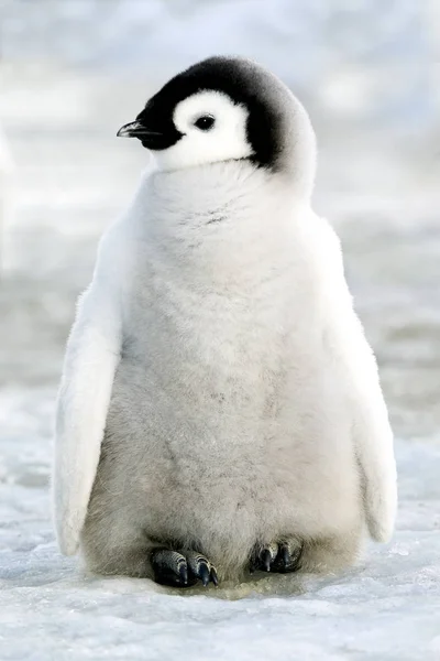 Mignon Empereur Pingouin Poussin Debout Dans Neige Sur Île Snow — Photo