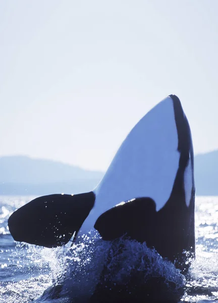 Baleia Orca Saltitante Perto Saturna Island Colúmbia Britânica Canadá — Fotografia de Stock