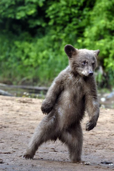 Μαύρη Αρκούδα Cub Στέκεται Στα Πίσω Πόδια Στο Δάσος Της — Φωτογραφία Αρχείου