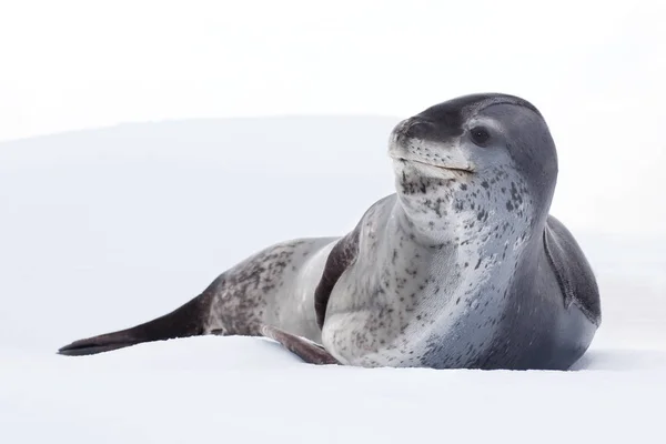 Foca Leopardata Adagiata Sul Pack Ice Isola Pleneau Penisola Antartica — Foto Stock