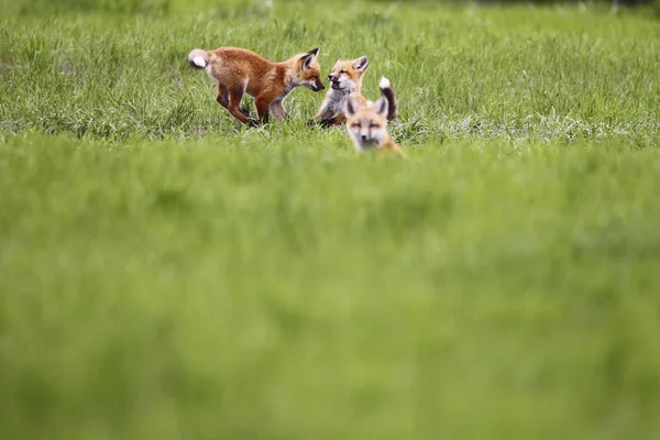 Fox Kits Playing Green Field — Stock Photo, Image