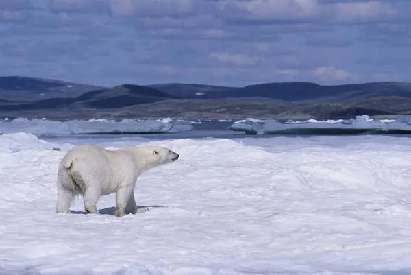 北极熊漫步在 Ukkusiksalik 国家公园的浮冰冰上 — 图库照片