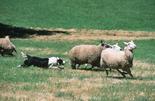 Бордер Колли Овчарка Фермерских Угодьях Британской Колумбии Канада — стоковое фото
