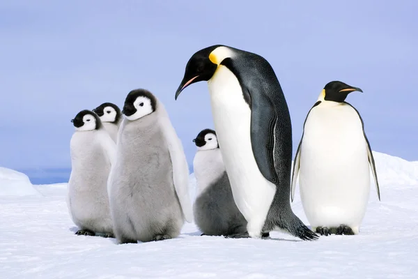 Pingüino Emperador Adulto Polluelos Nieve Snow Hill Island Mar Weddell — Foto de Stock