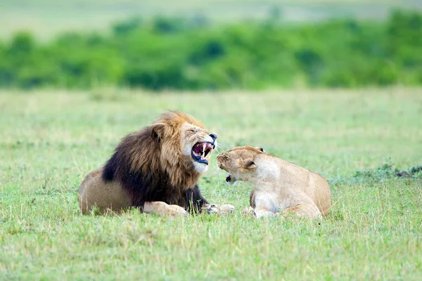 Lion Lionne Dans Prairie Masai Mara Game Reserve Kenya Afrique — Photo