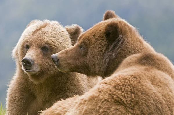 Para Niedźwiedziami Grizzly Krycia Przyrodzie Zbliżenie — Zdjęcie stockowe