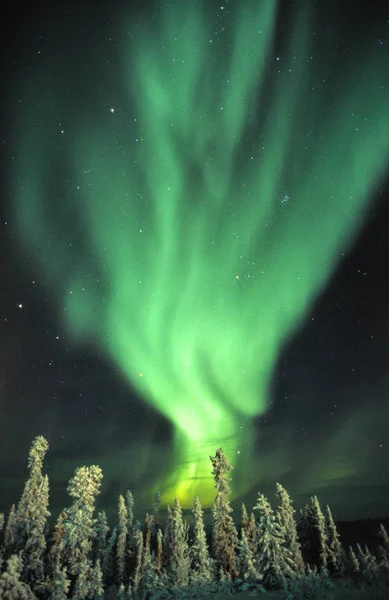 Polarlichter Über Schneebedeckten Baumkronen Yukon Kanada — Stockfoto