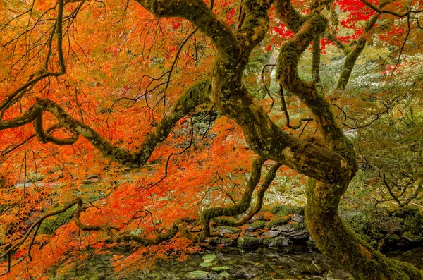 Herbstliches Laub Japanischen Garten Butchart Gärten Brentwood Bay Britisch Columbia — Stockfoto