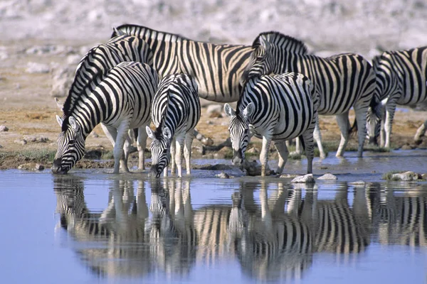 Равнинные Зебры Пьют Водопое Национальном Парке Этоша Намибия — стоковое фото