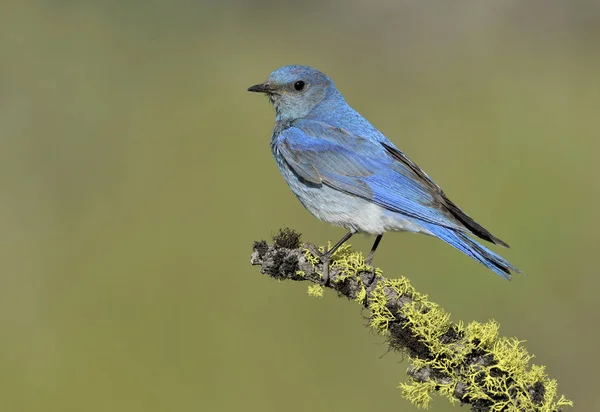 Mountain Bluebird Perched Mossy Branch — Stock Photo, Image