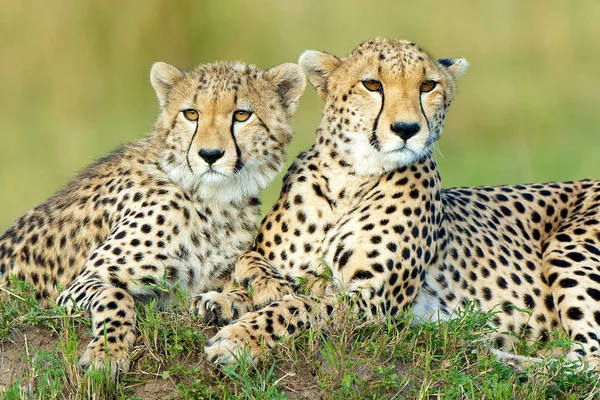 Dos Guepardos Descansando Montículo Termitas Reserva Masai Mara Kenia África — Foto de Stock