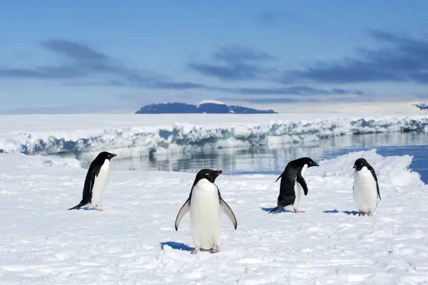 Pingüinos Adelie Holgazaneando Borde Del Hielo Por Agua Isla Petrel — Foto de Stock