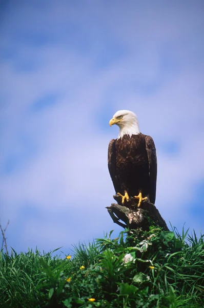 Bald Eagle Siedzi Górze Drzewa Niski Kąt Widzenia — Zdjęcie stockowe