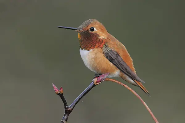 Colibrí Rufo Posado Rama Árbol Aire Libre Primer Plano — Foto de Stock