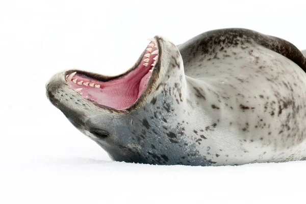Female Leopard Seal Displaying Threat Pleneau Island Antarctic Peninsula Antarctica — Stock Photo, Image