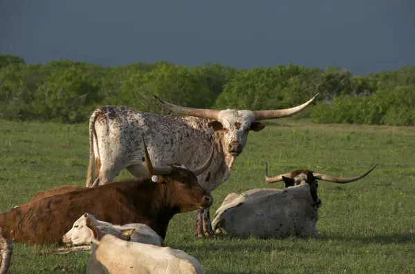 Texaský Dlouhorohý Skot Stádo Klidu Létě Zelené Pole Texasu Usa — Stock fotografie