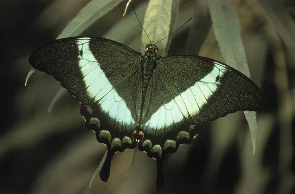 Mariposa Cola Golondrina Banda Verde Sentada Planta Primer Plano — Foto de Stock