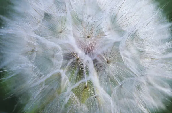 Close Grey Fluffy Dandelion Blossom — Stock Photo, Image