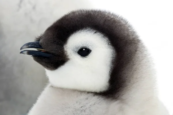 Kaiserpinguin Küken Porträt Aus Nächster Nähe — Stockfoto