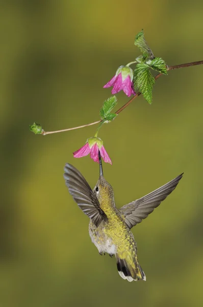 Feminino Anna Hummingbird Alimentando Flor Close — Fotografia de Stock