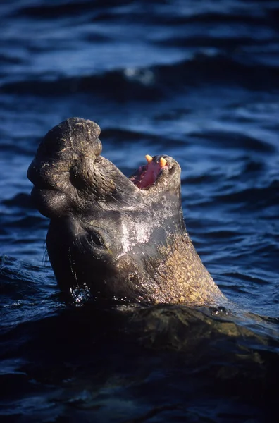 Männliche Elefantenrobbe Guckt Aus Blauem Meerwasser Mit Offenem Maul Britischer — Stockfoto