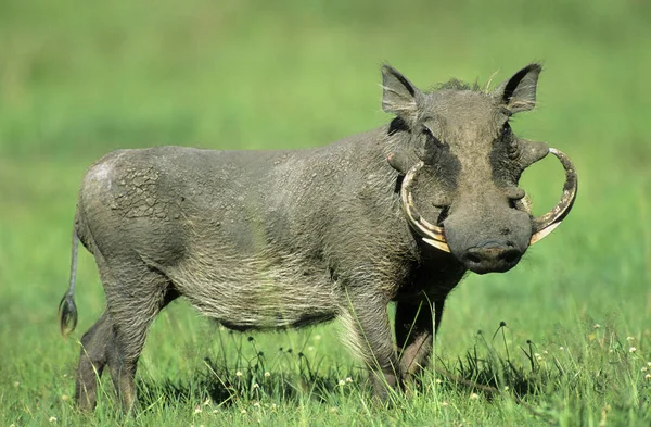 Wild Warthog Varken Staande Gras Afrika — Stockfoto