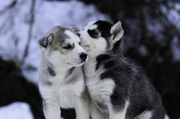 Siberian Husky Puppies Playing Snow — Stock Photo, Image