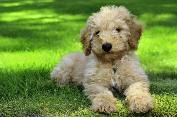 Miniature Australsk Labradoodle Hvalp Hviler Grønne Græsplæne Græs - Stock-foto