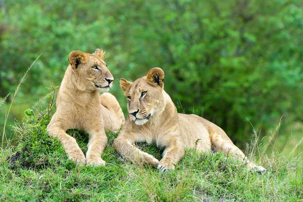 African Lionesses Resting Termite Mound Masai Mara Reserve Kenya East — Stock Photo, Image