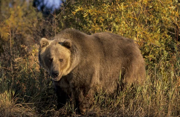 Grizzlybjörn Riverside Willows Och Höst Montana Usa — Stockfoto