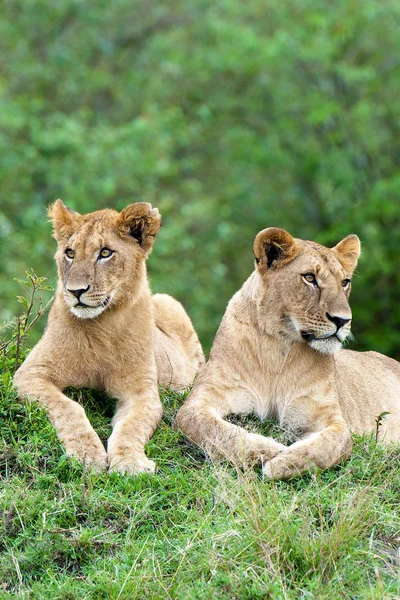 African Lionesses Resting Termite Mound Masai Mara Reserve Kenya East — Stock Photo, Image