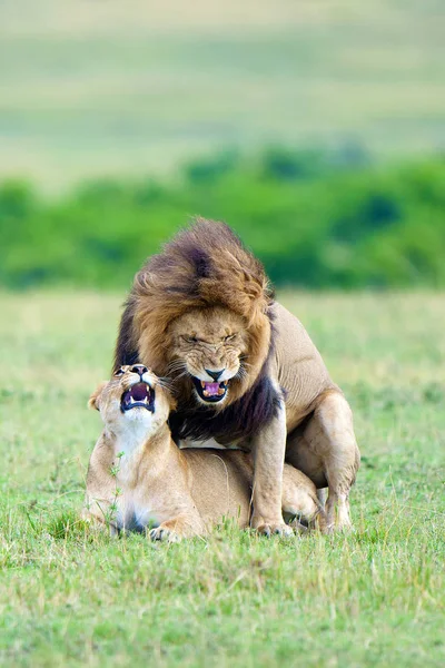 Párzás Réten Masai Mara Reserve Kenya Kelet Afrikai Oroszlánok — Stock Fotó