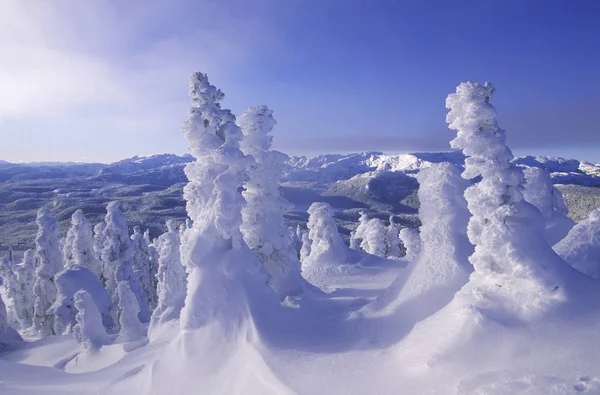 Mount Washington Ski Resort Snow Frosted Trees Vancouver Island British — Stock Photo, Image