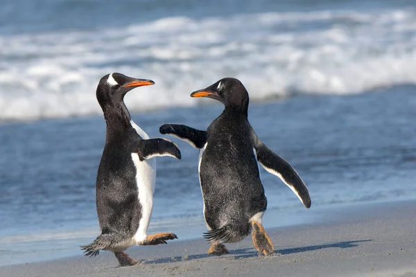 Dois Pinguins Gentoo Brincando Brigando Costa Das Ilhas Falkland Oceano — Fotografia de Stock