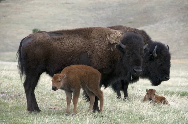 Bisons Américains Sauvages Avec Veaux Nouveau Nés Dans Parc National — Photo