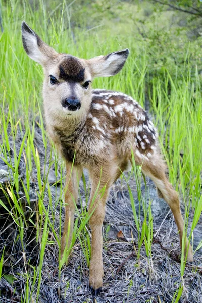 Newborn Mule Deer Fawn Standing Grass — Stock Photo, Image