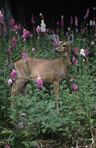 Blacktail Herten Heuvel Van Bloemen Van Het Vingerhoedskruid — Stockfoto