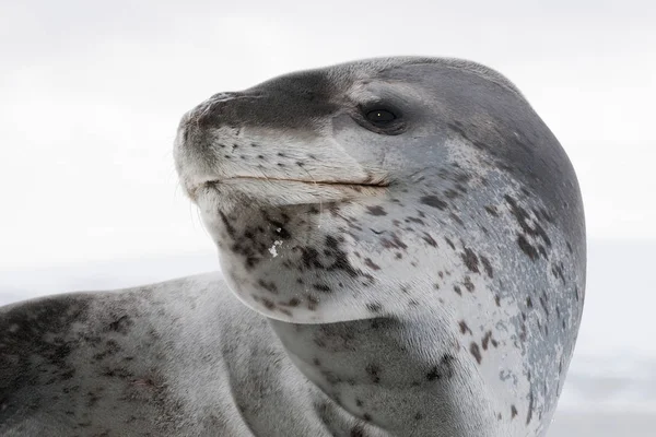 Primo Piano Della Foca Leopardata Contro Neve Isola Pleneau Penisola — Foto Stock