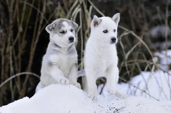 Cachorros Husky Siberianos Raza Pura Nieve Campo — Foto de Stock