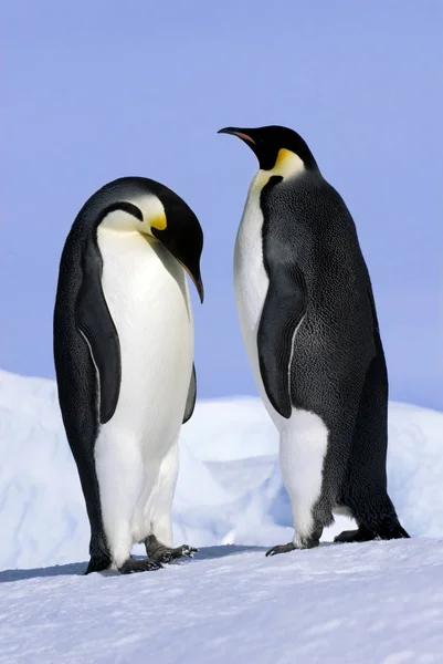 Werbende Kaiserpinguine Auf Schneebedeckter Insel Hochzeitsmeer Antarktis — Stockfoto