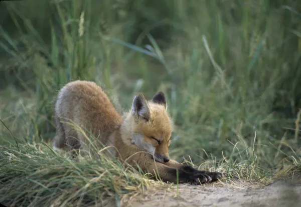 Fox Kit Stretching Grön Äng Gräs — Stockfoto