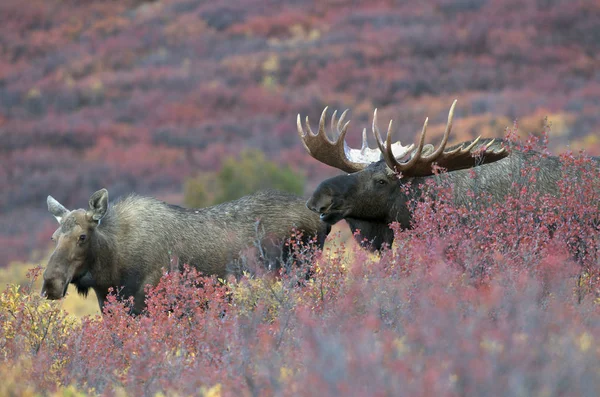 Alce Vaca Toro Durante Temporada Celo Denali National Park Alaska —  Fotos de Stock