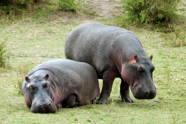 Hipopótamos Comunes Tomando Sol Prado Verde Reserva Masai Mara Kenia —  Fotos de Stock