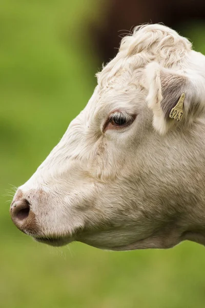 Charolais Tehén Zöld Háttér Portré — Stock Fotó