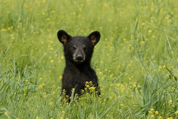 Schwarzbärenjunges Steht Sommer Blühenden Wiesengras — Stockfoto